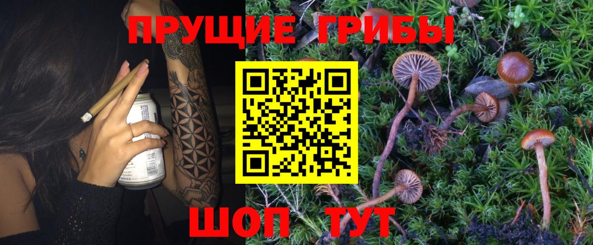 Псилоцибиновые грибы Psilocybine cubensis  Вход с VPN  Чехов 